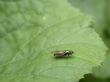 fly on the leaf