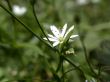 white flower