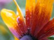 After rain