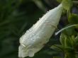 white flower