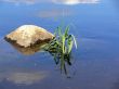 Stone and plants in water