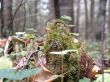 Forest, Autumn