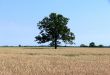 Lonely tree