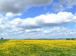 Yeallow field