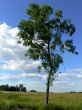 Lonely tree
