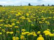 Yeallow field