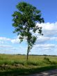 Lonely tree
