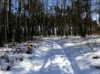 winter forest