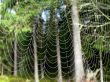Spider’s web
