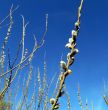 Springtime