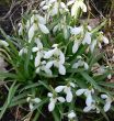 Snowdrops