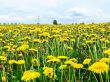 Carpet full of dandelions