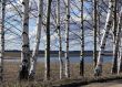 Birch tree