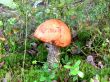 Boletus mushroom