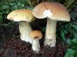Three Boletus