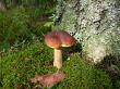 Boletus mushroom