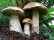 Three Boletus