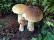 Three Boletus