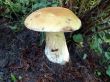 Boletus