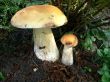 Two boletus