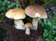 Three Boletus