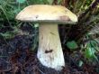 Boletus