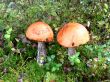 Boletus mushroom