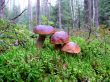 Boletus mushroom