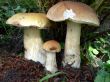 Three Boletus