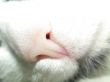feline nose