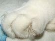 The paw