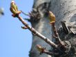 birch of the bud