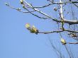 birch of the bud