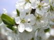 flowerses to aple trees