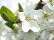 flowerses to aple trees