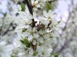 flowerses to aple trees