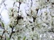 flowerses to aple trees