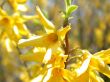 yellow flowers