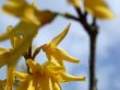 yellow flowers