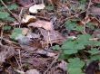 Forest, autumn, leafs