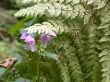 timber flowers
