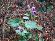 timber flowers
