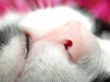 feline nose