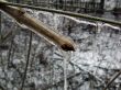 ice on branch