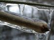 ice on branch