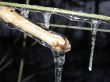 ice on branch