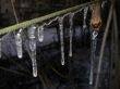 ice on branch