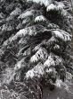 Spruce in snow
