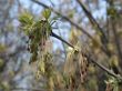 buds of the birch