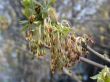 buds of the birch